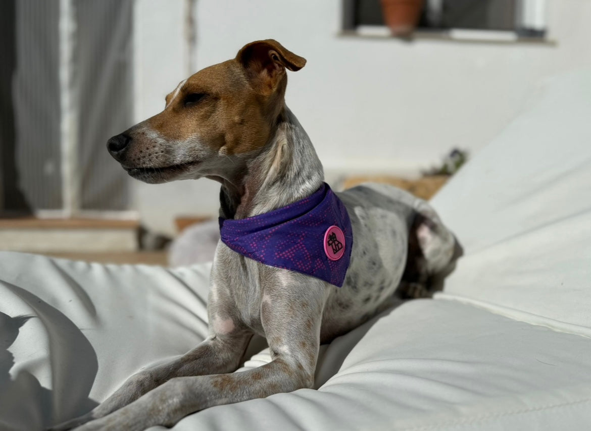 Bandana para perro con estilo – Accesorio urbano | FRENCHTOUTOU