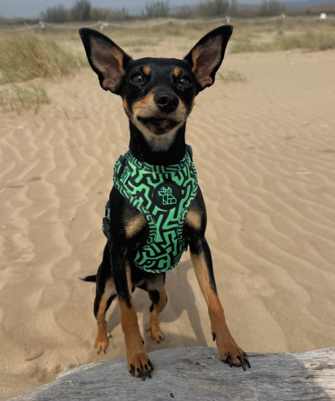 Arnés para perro Soft ajustable – Diseño urbano | FRENCHTOUTOU