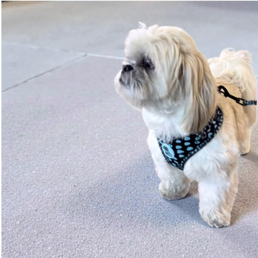 Arnés para perro Soft ajustable – Diseño urbano | FRENCHTOUTOU