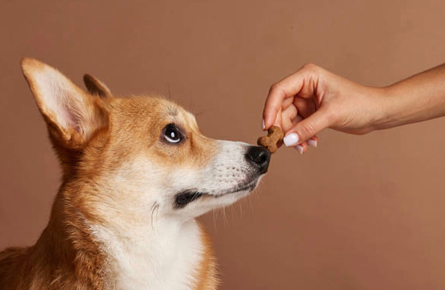 Croquettes avec ou sans céréales : comment choisir une alimentation vraiment équilibrée pour son chien ?