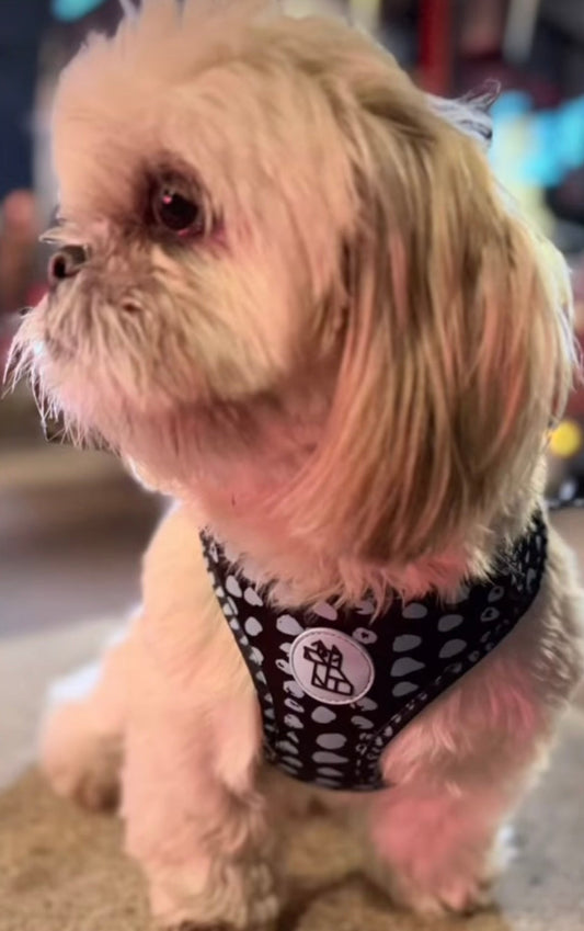 Comment mesurer son chien pour choisir la bonne taille de harnais?