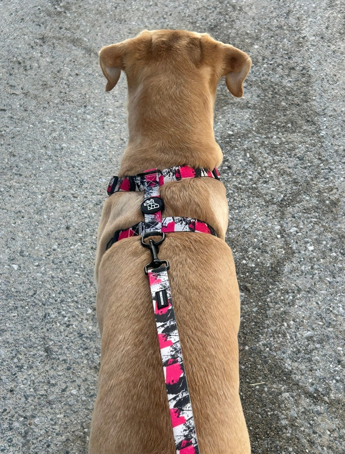 Mon chien tire en laisse : causes, solutions et erreurs à éviter