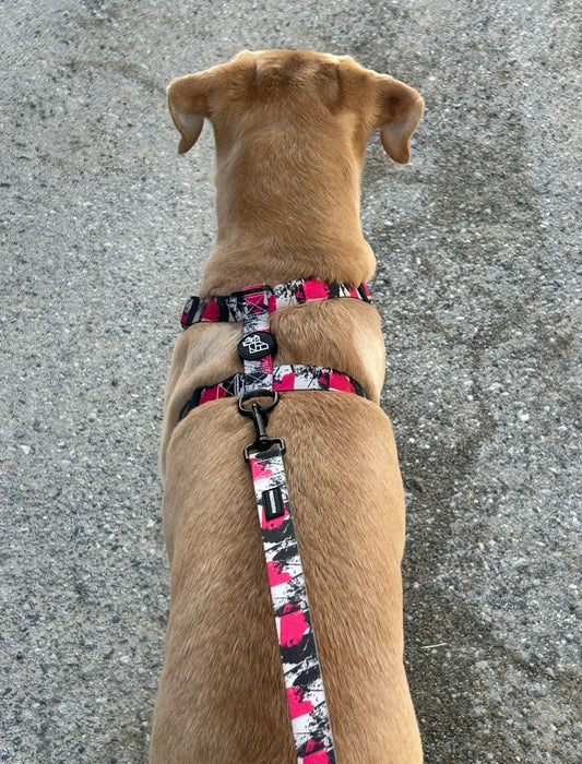 Mon chien tire en laisse : causes, solutions et erreurs à éviter