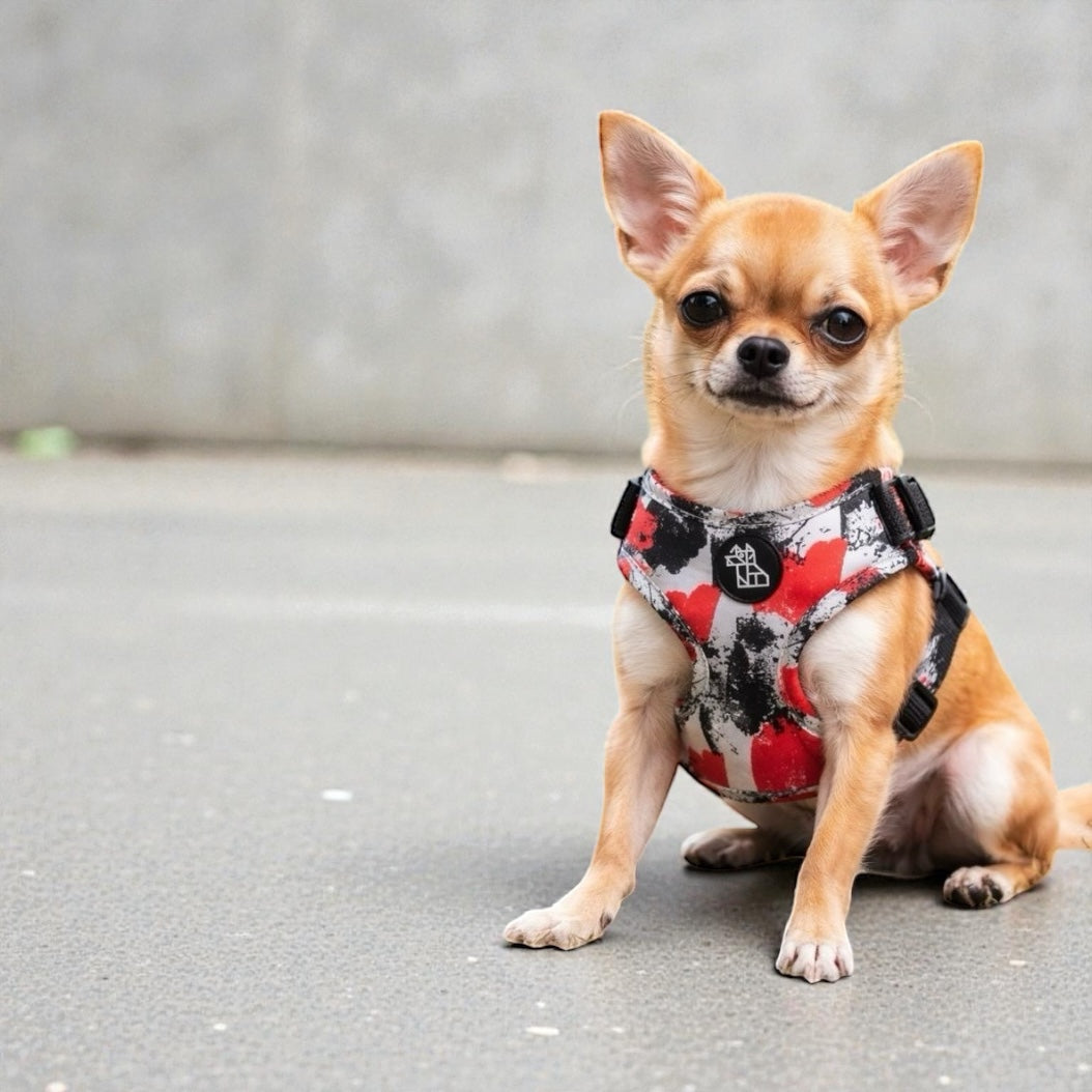 Chihuahuas : comment choisir le harnais et le collier parfait pour eux
