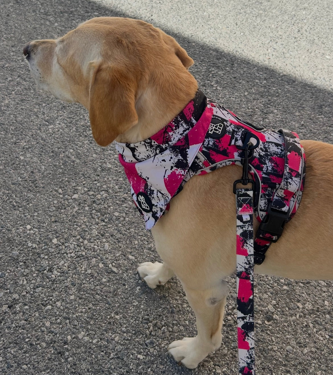 Bandana para perro con estilo – Accesorio urbano | FRENCHTOUTOU 