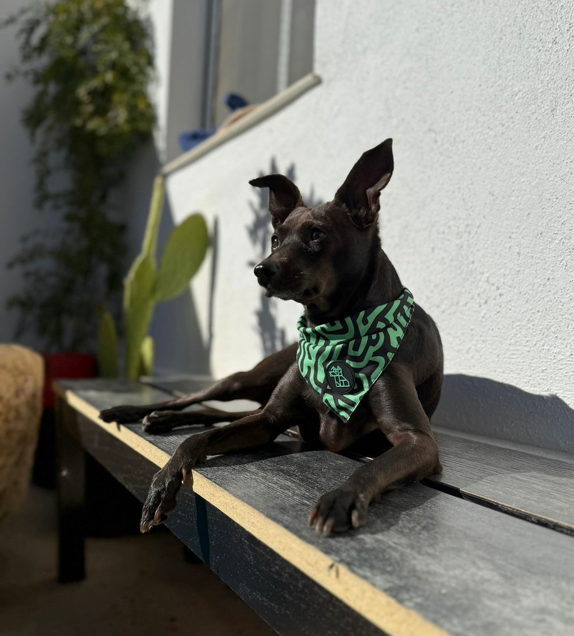Bandana para perro con estilo – Accesorio urbano | FRENCHTOUTOU 