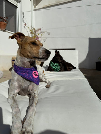 Bandana para perro con estilo – Accesorio urbano | FRENCHTOUTOU 