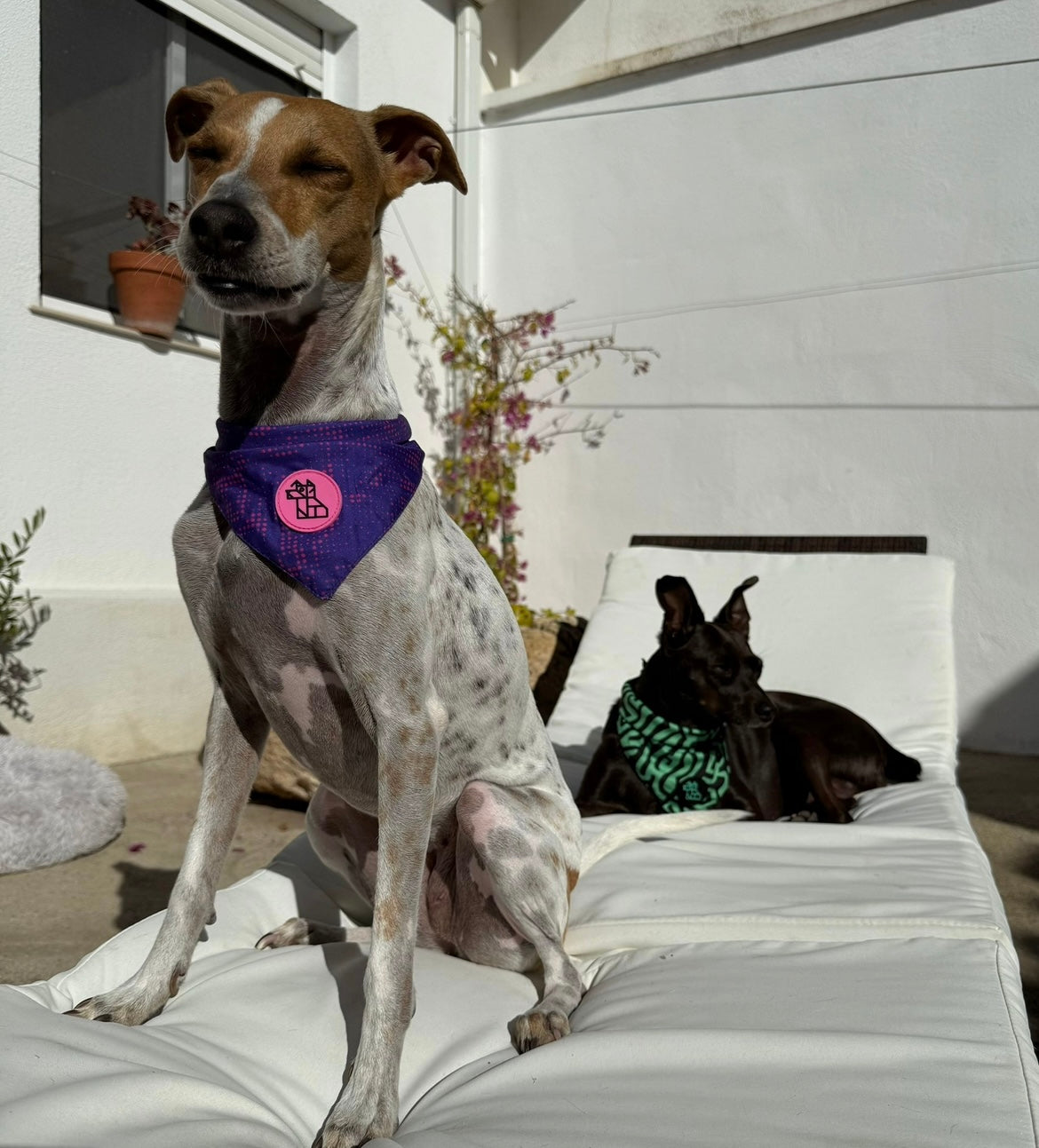 Bandana para perro con estilo – Accesorio urbano | FRENCHTOUTOU 