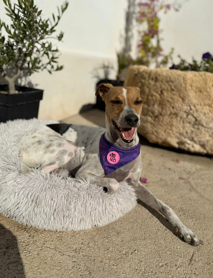 Bandana para perro con estilo – Accesorio urbano | FRENCHTOUTOU 