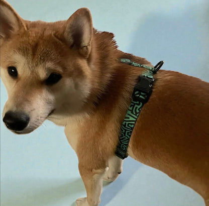 Arnés para perro en forma H – Sujeción reforzada | FRENCHTOUTOU