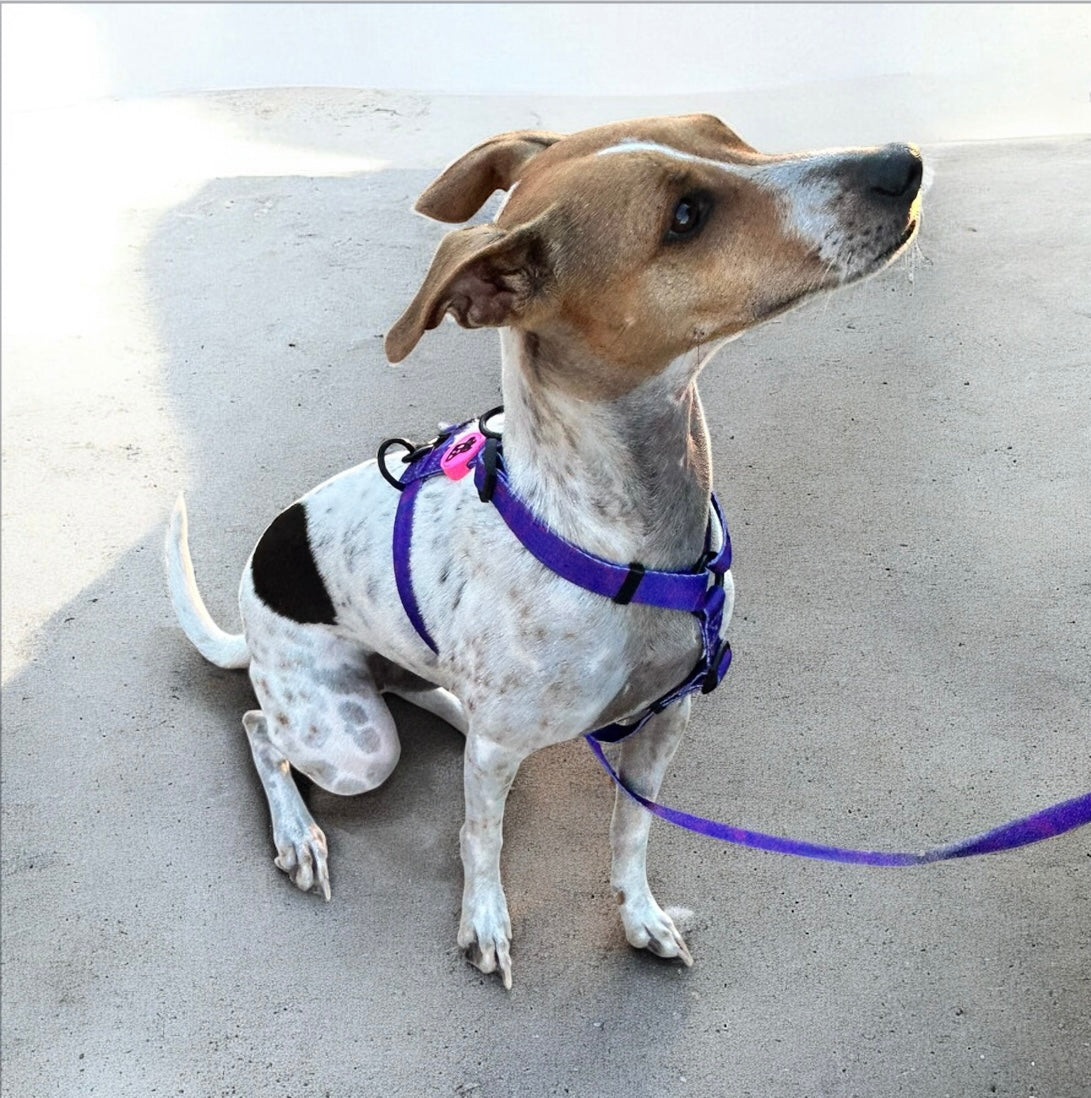 Harnais pour chien H – Maintien renforcé | FRENCHTOUTOU FRENCHTOUTOU