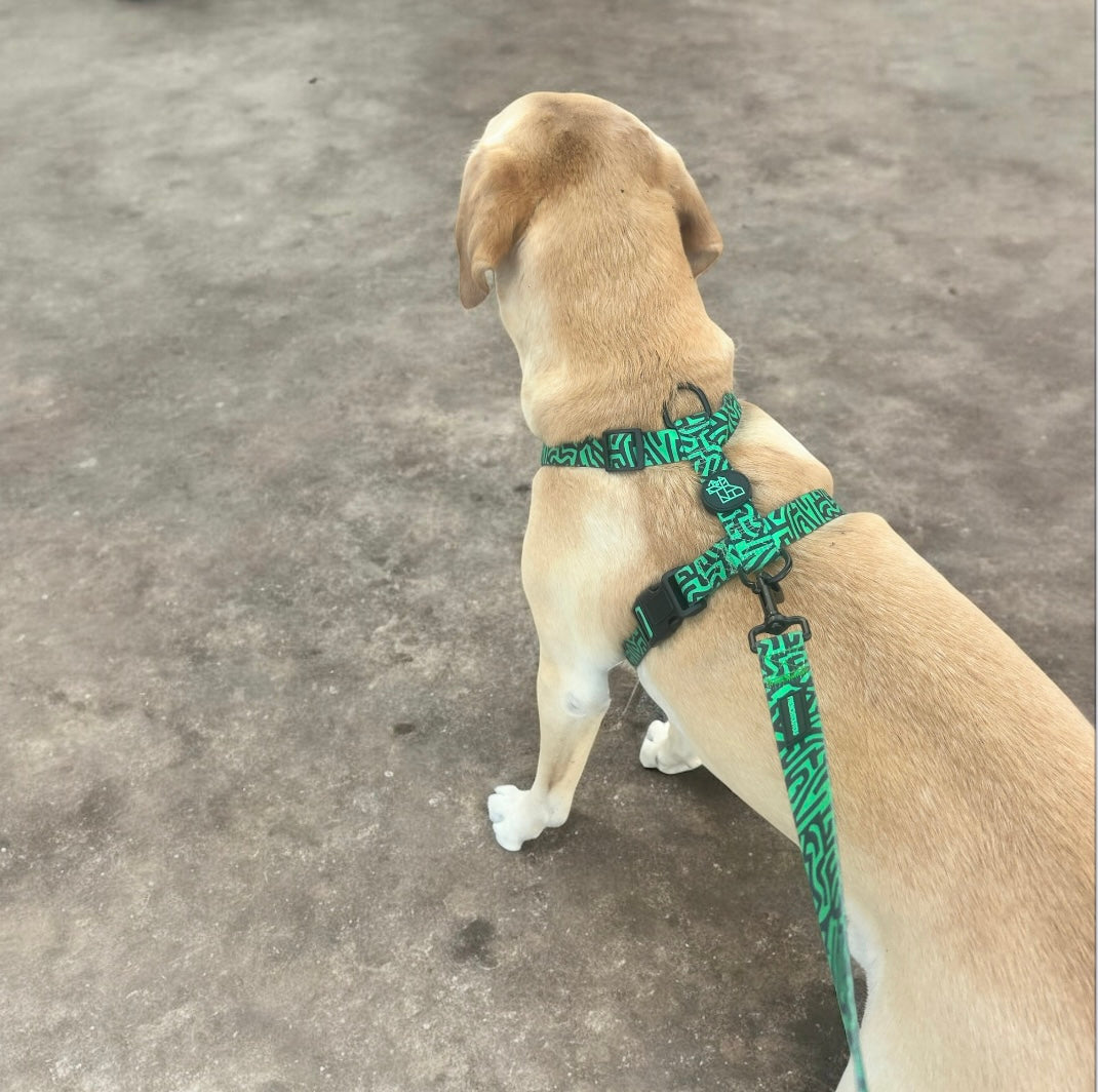 Arnés para perro en forma H – Sujeción reforzada | FRENCHTOUTOU