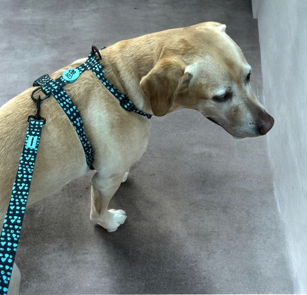 Correa resistente para perro – Comodidad y libertad | FRENCHTOUTOU 