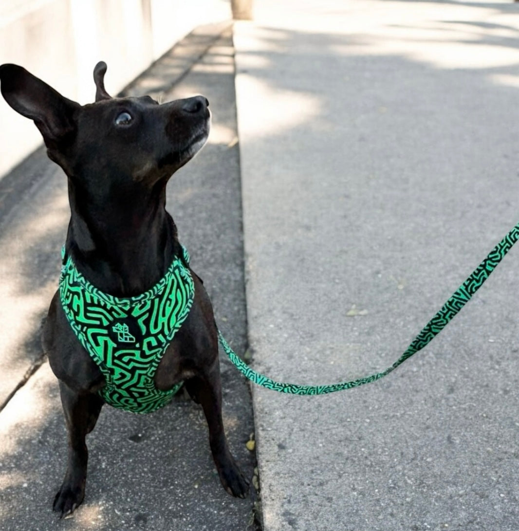Correa resistente para perro – Comodidad y libertad | FRENCHTOUTOU 