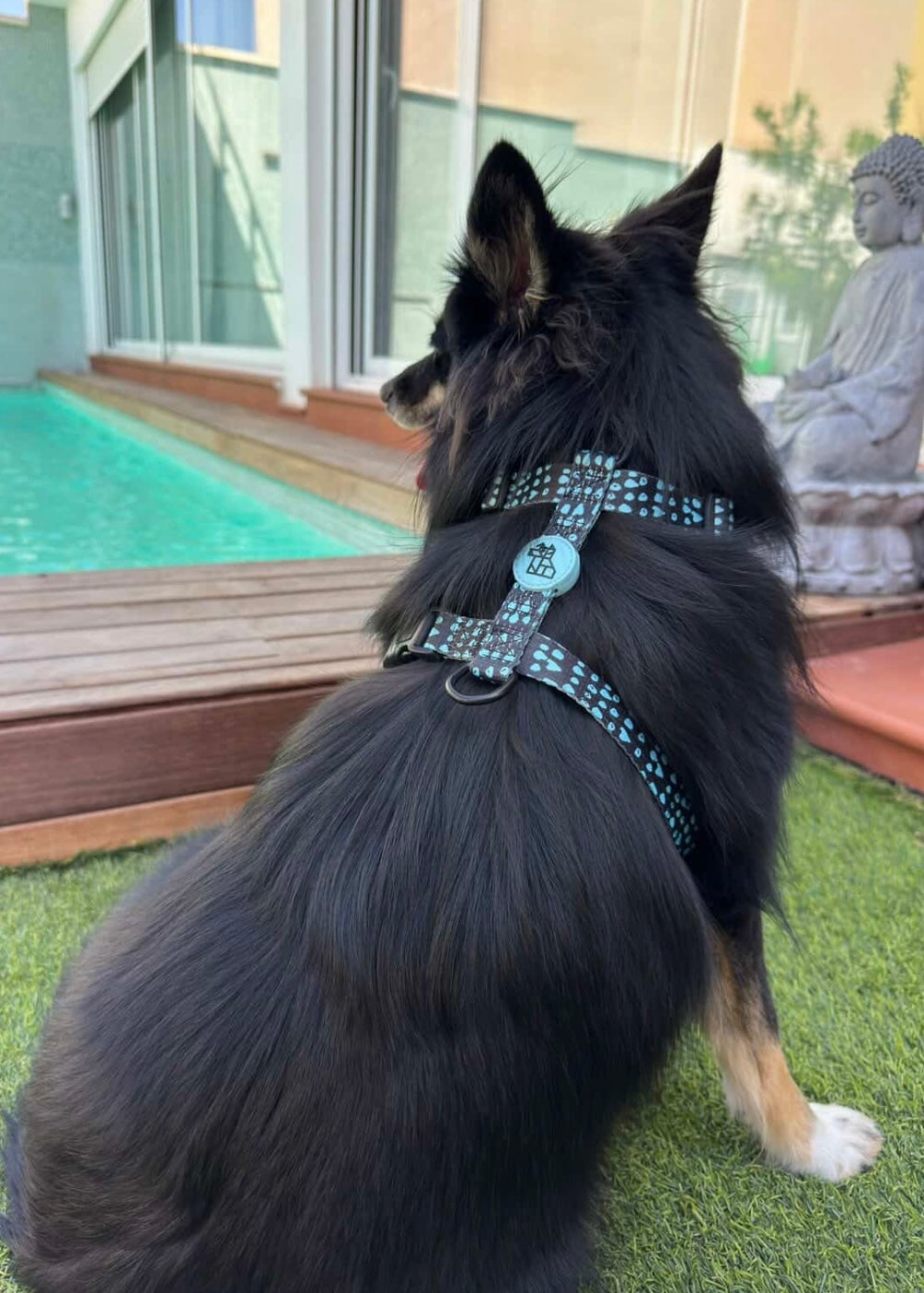 Arnés para perro en forma H – Sujeción reforzada | FRENCHTOUTOU