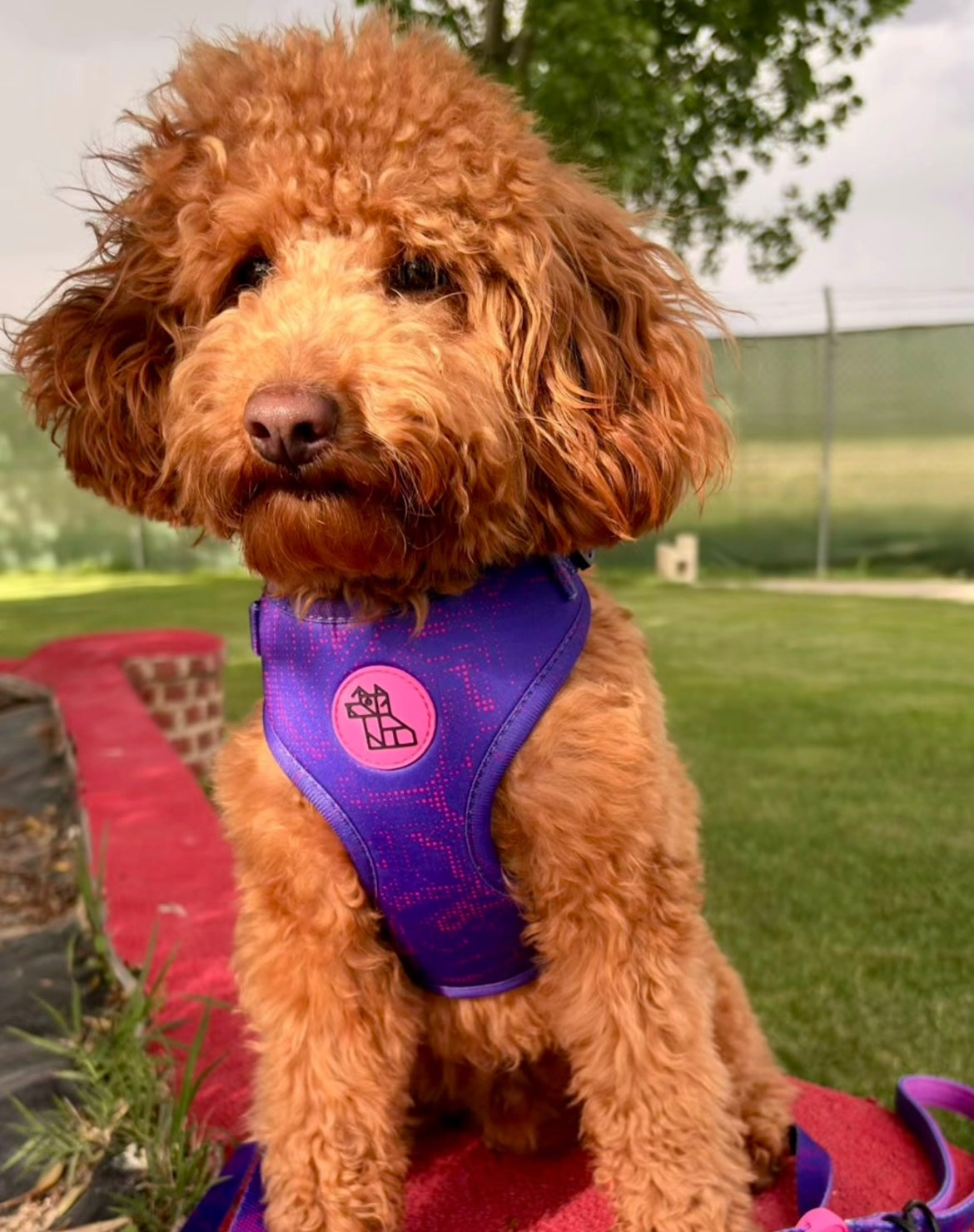 Arnés para perro Soft ajustable – Diseño urbano | FRENCHTOUTOU