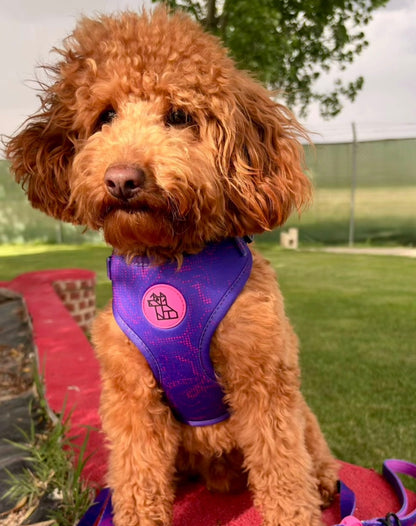 Arnés para perro Soft ajustable – Diseño urbano | FRENCHTOUTOU