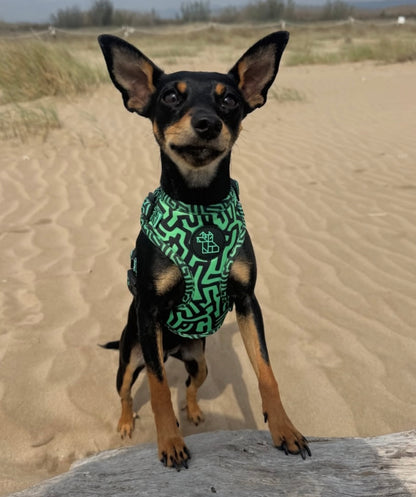 Arnés para perro Soft ajustable – Diseño urbano | FRENCHTOUTOU