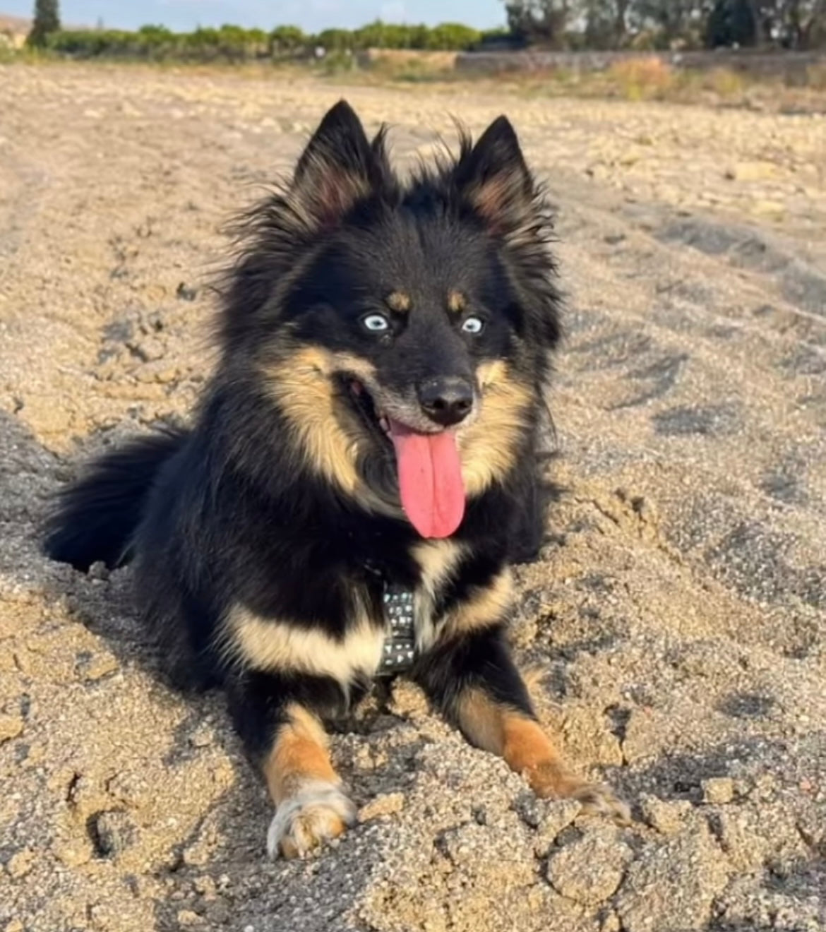 Arnés para perro en forma H – Sujeción reforzada | FRENCHTOUTOU