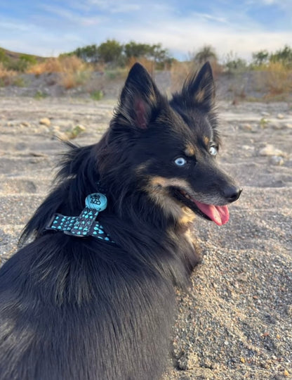 Arnés para perro en forma H – Sujeción reforzada | FRENCHTOUTOU