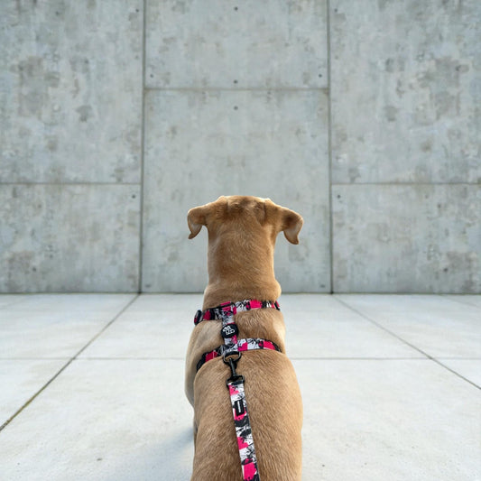 Arnés para perro en forma H – Sujeción reforzada | FRENCHTOUTOU