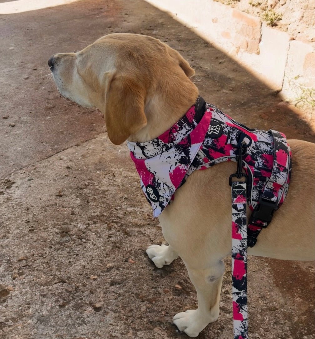 Bandana pour chien stylé – Accessoire urbain | FRENCHTOUTOU - FRENCHTOUTOU®
