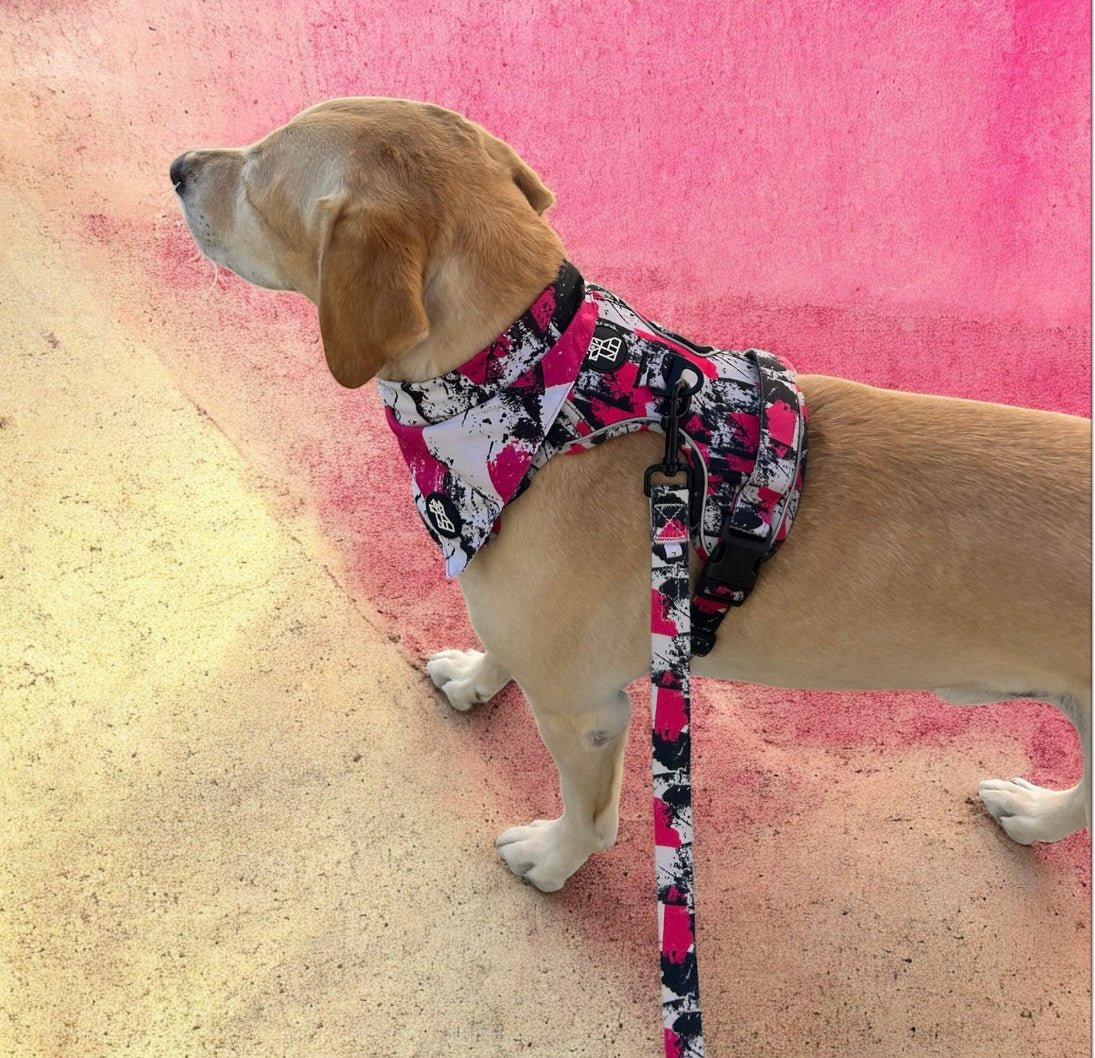 Bandana pour chien stylé – Accessoire urbain | FRENCHTOUTOU - FRENCHTOUTOU®