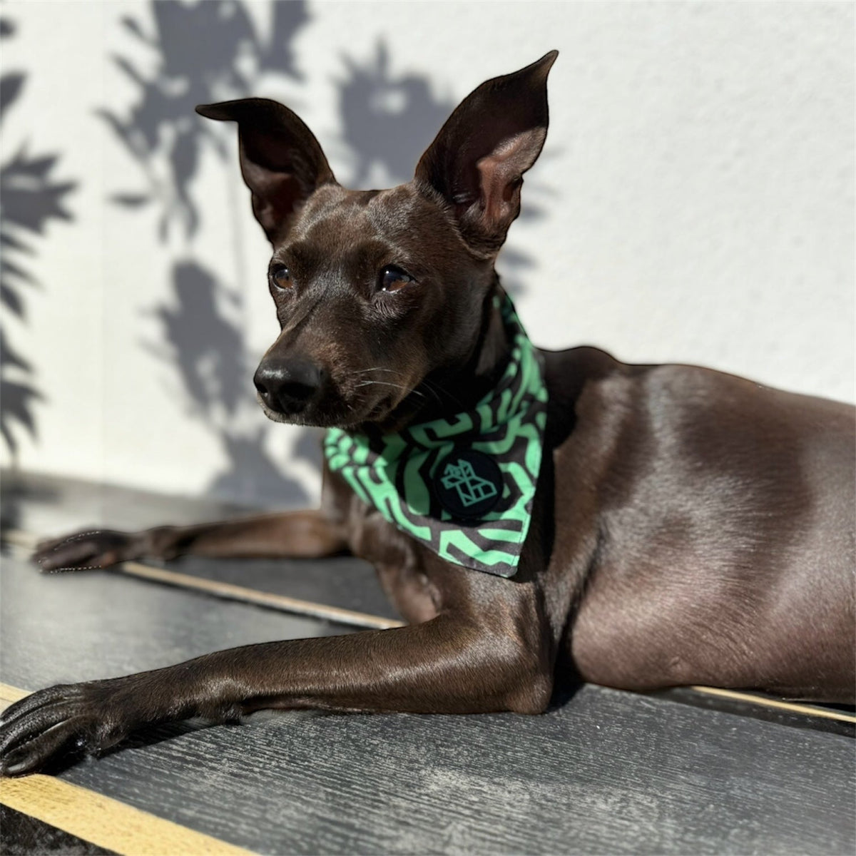Bandana pour chien stylé – Accessoire urbain | FRENCHTOUTOU - FRENCHTOUTOU®