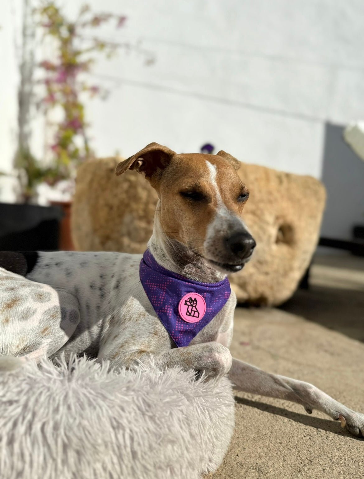 Bandana pour chien stylé – Accessoire urbain | FRENCHTOUTOU - FRENCHTOUTOU®