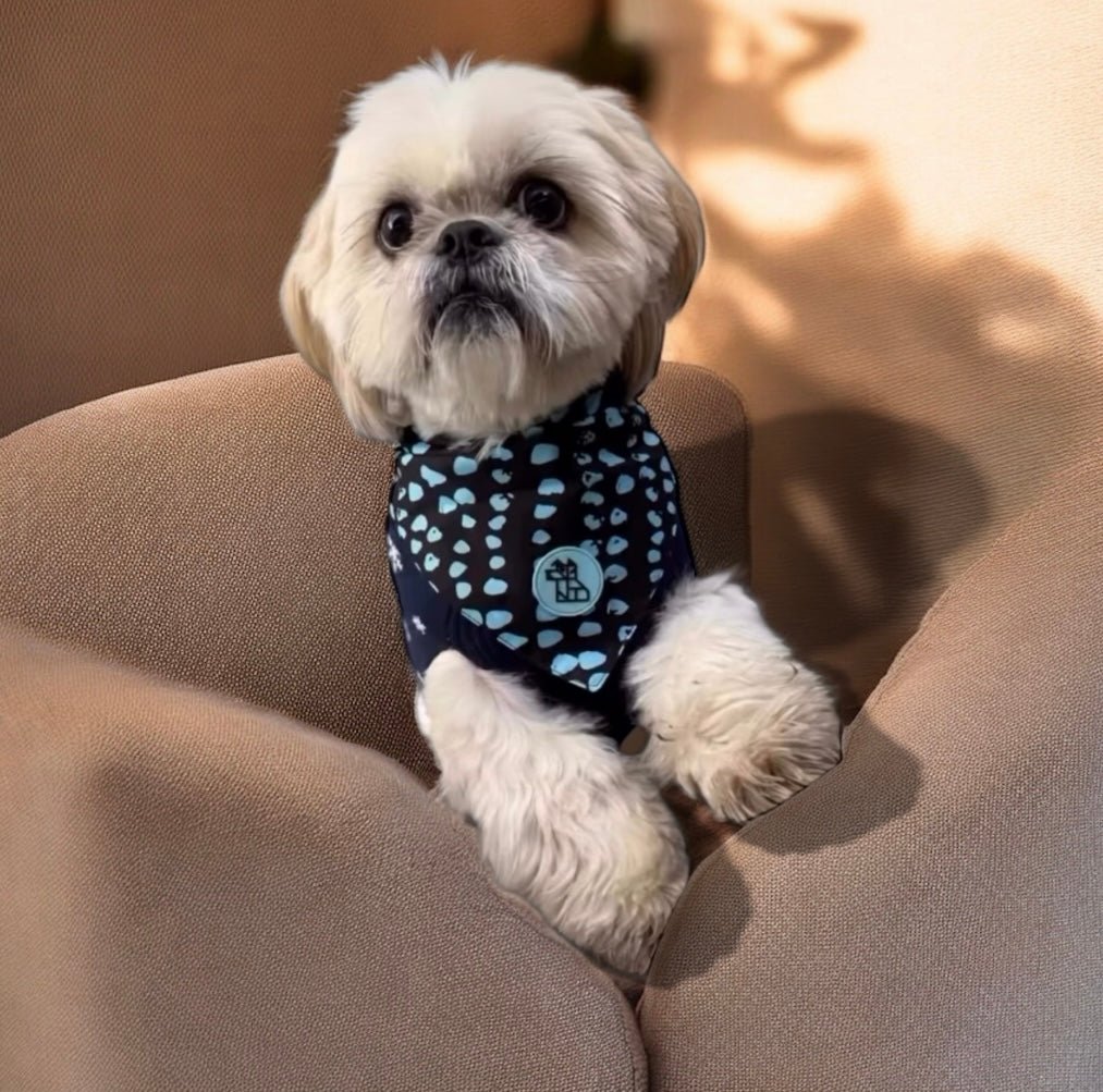 Bandana pour chien stylé – Accessoire urbain | FRENCHTOUTOU - FRENCHTOUTOU®