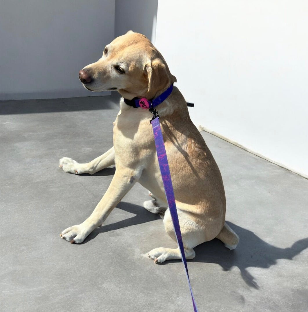 Collier pour chien ajustable – Confort et style | FRENCHTOUTOU - FRENCHTOUTOU®