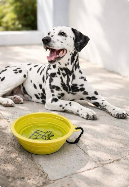 Gamelle pliable pour chien – Compacte et nomade | FRENCHTOUTOU - FRENCHTOUTOU®