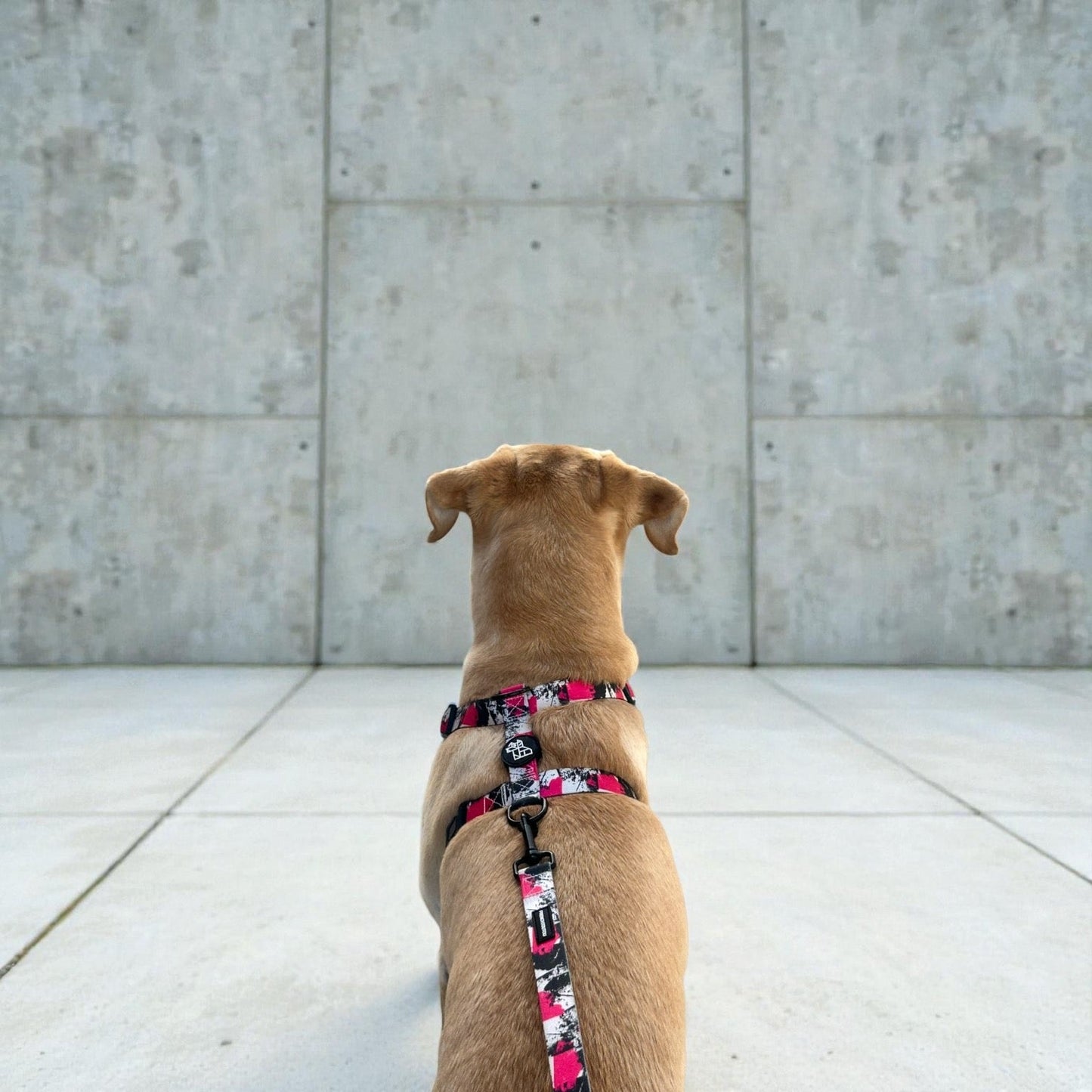 Harnais pour chien H – Maintien renforcé | FRENCHTOUTOU - FRENCHTOUTOU®