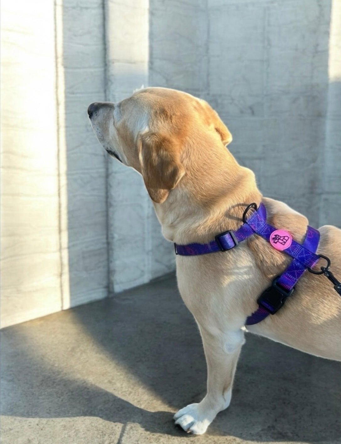 Harnais pour chien H – Maintien renforcé | FRENCHTOUTOU - FRENCHTOUTOU®