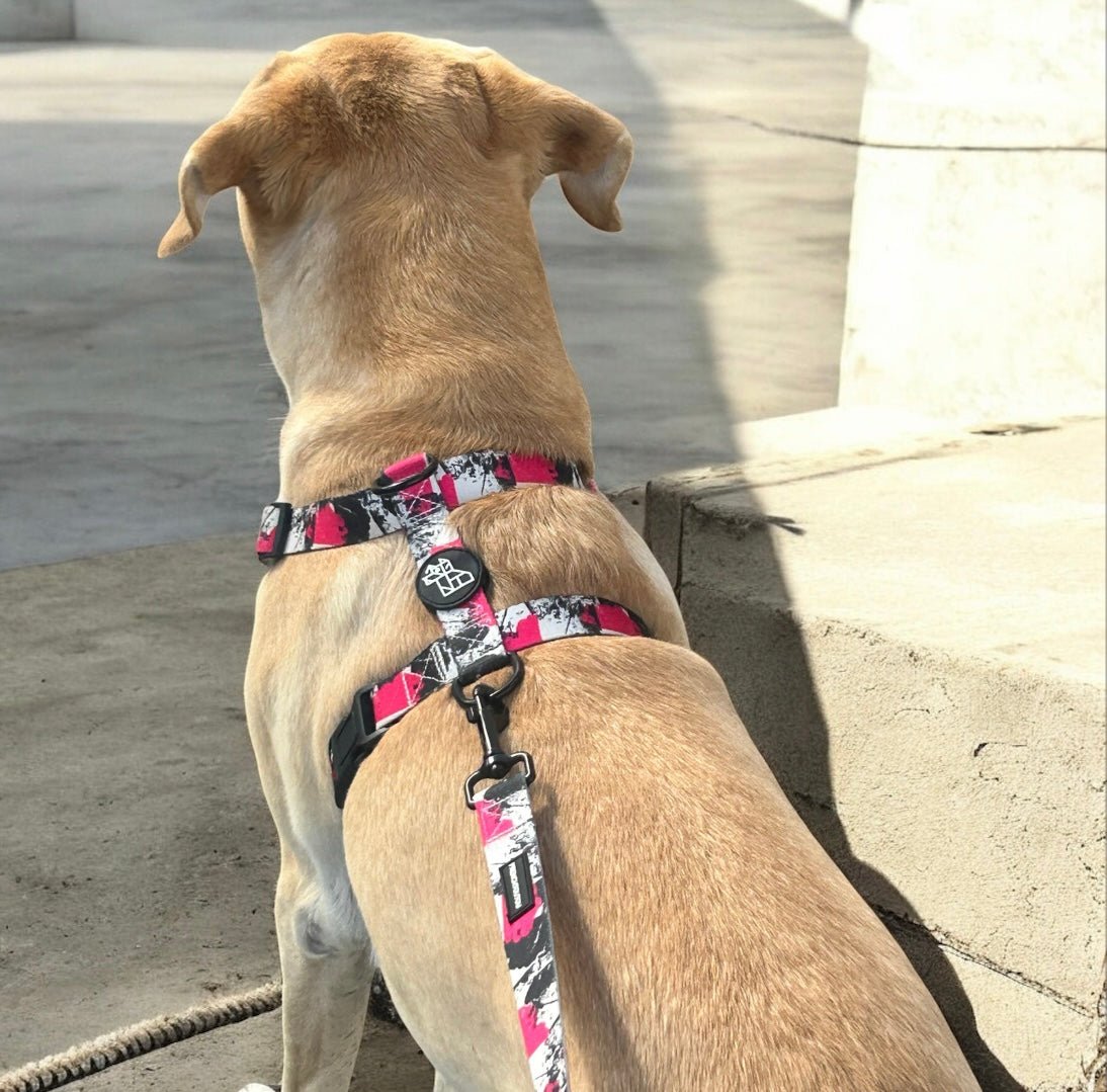 Harnais pour chien H – Maintien renforcé | FRENCHTOUTOU - FRENCHTOUTOU®