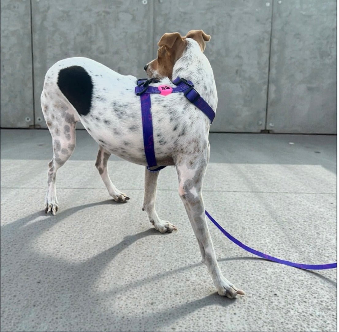 Harnais pour chien H – Maintien renforcé | FRENCHTOUTOU - FRENCHTOUTOU®