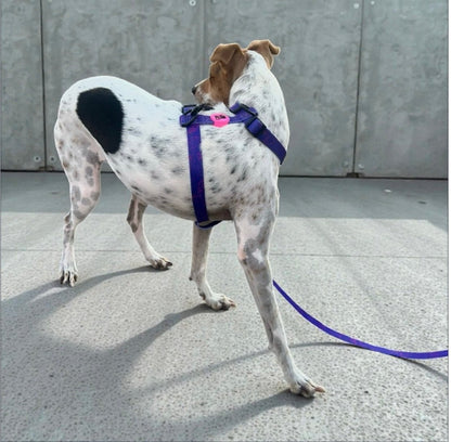 Harnais pour chien H – Maintien renforcé | FRENCHTOUTOU - FRENCHTOUTOU®