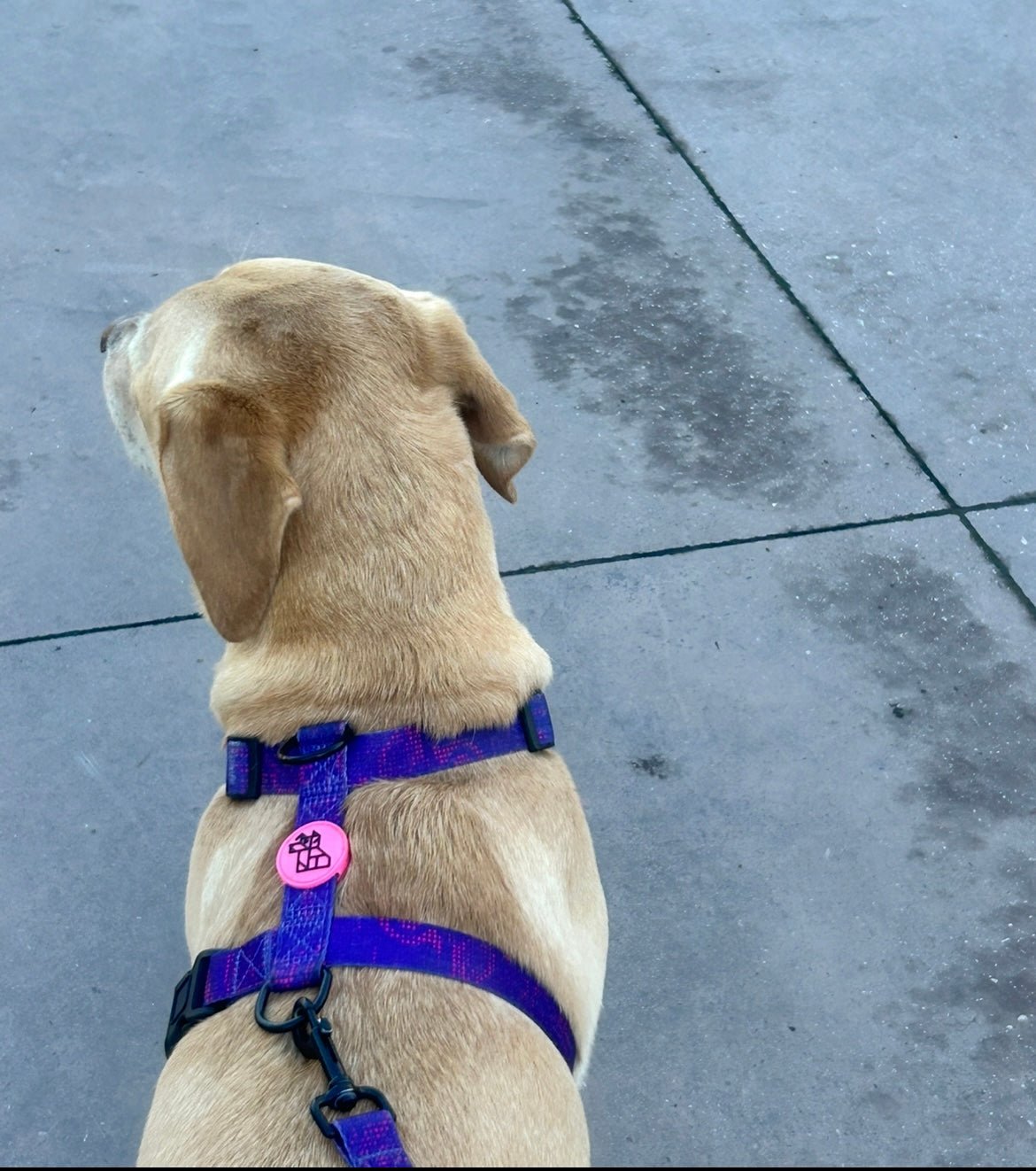 Harnais pour chien H – Maintien renforcé | FRENCHTOUTOU - FRENCHTOUTOU®