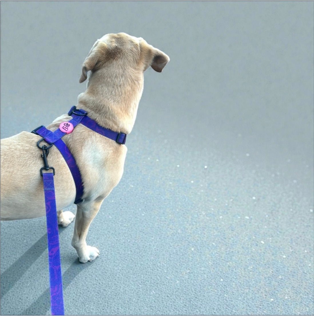 Harnais pour chien H – Maintien renforcé | FRENCHTOUTOU - FRENCHTOUTOU®