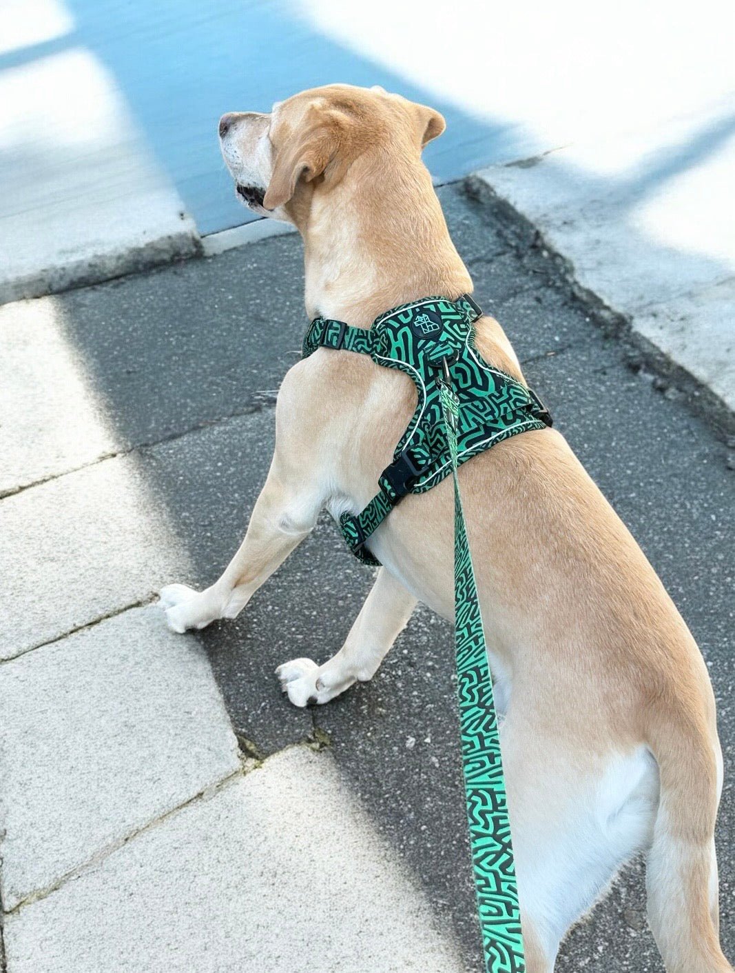 Harnais pour chien robuste – Maintien et sécurité | FRENCHTOUTOU - FRENCHTOUTOU®