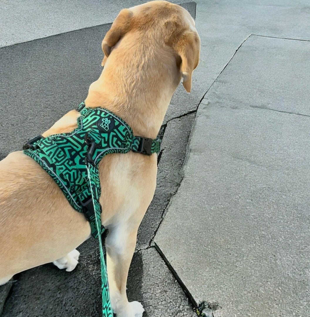 Harnais pour chien robuste – Maintien et sécurité | FRENCHTOUTOU - FRENCHTOUTOU®