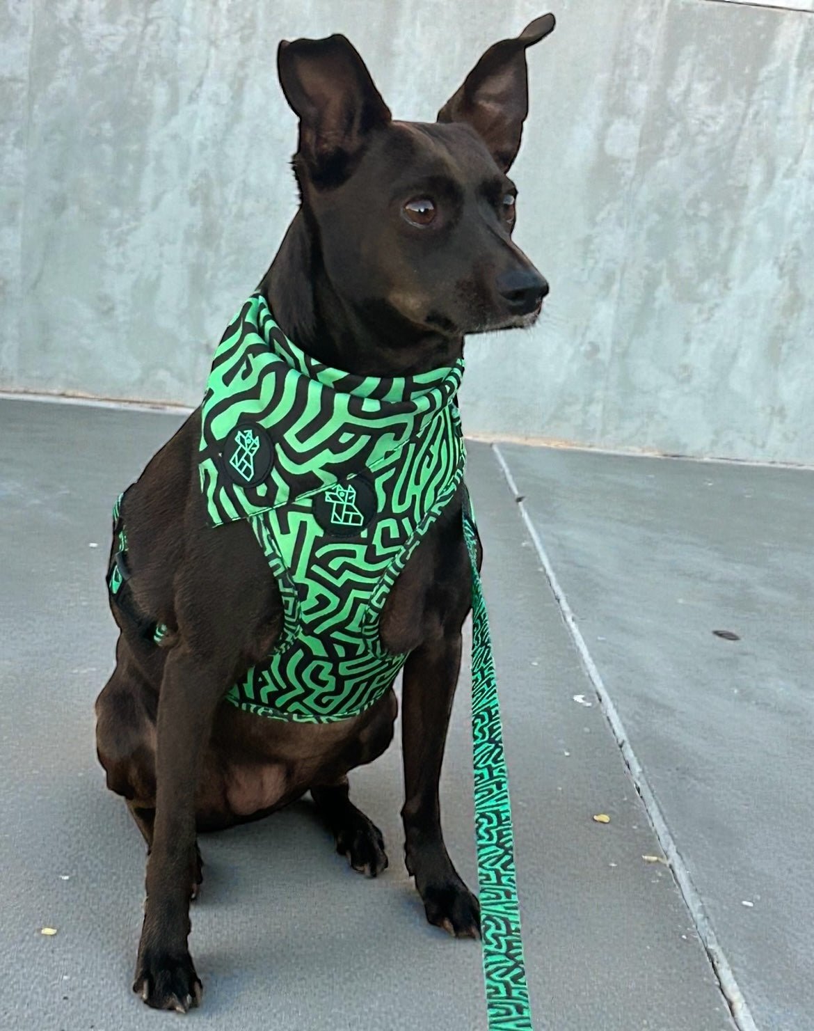 Harnais pour chien Soft réglable – Design urbain | FRENCHTOUTOU - FRENCHTOUTOU®