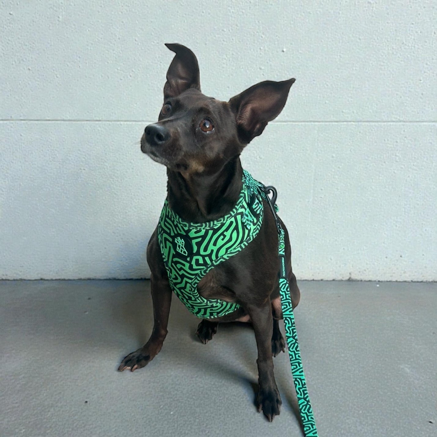 Harnais pour chien Soft réglable – Design urbain | FRENCHTOUTOU - FRENCHTOUTOU®