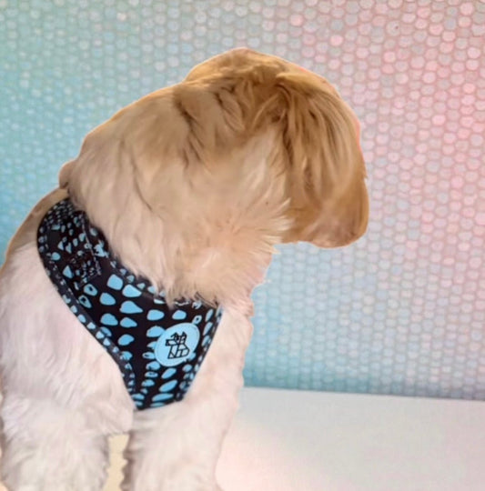 Harnais pour chien Soft réglable – Design urbain | FRENCHTOUTOU - FRENCHTOUTOU®