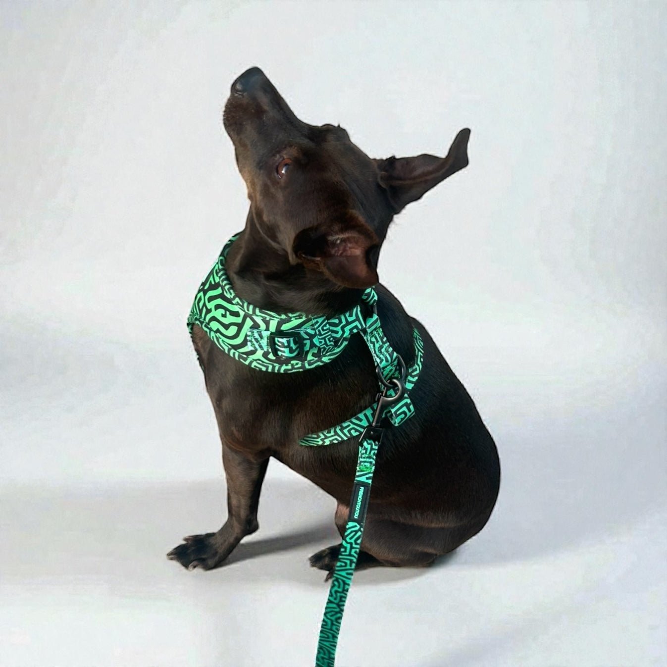 Harnais pour chien Soft réglable – Design urbain | FRENCHTOUTOU - FRENCHTOUTOU®