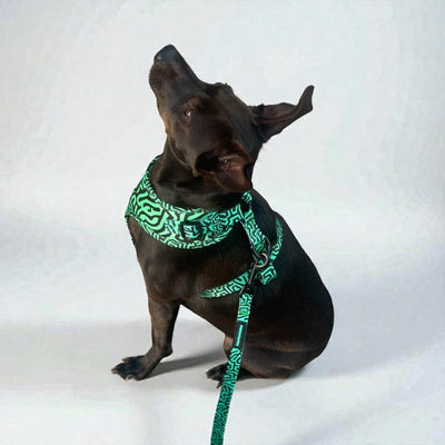 Arnés para perro Soft ajustable – Diseño urbano | FRENCHTOUTOU